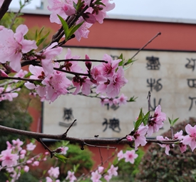 校园春景-桃花